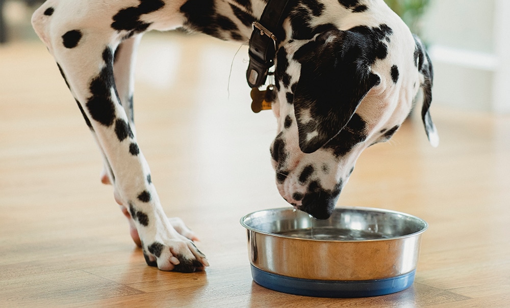 switching your dog's food, changing your pet's food, transitioning dog foods