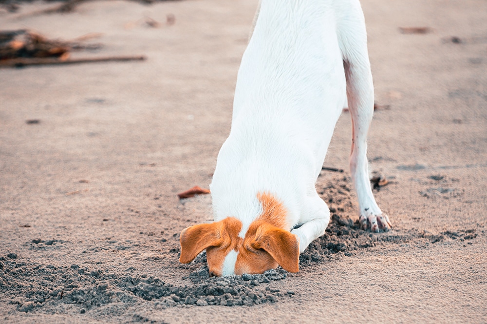 dog digging holes, why does my dog dig holes, stress cause dogs to dig holes