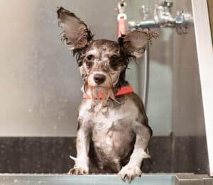 dog bathing tips, dog bath at home, smoochie pooch dog groomer, dog bathing tips