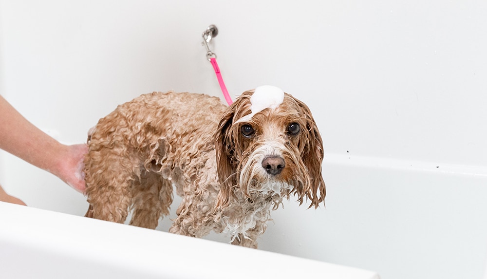 dog bath slip lead, restraining a dog in the bath, how to tether a dog during a bath