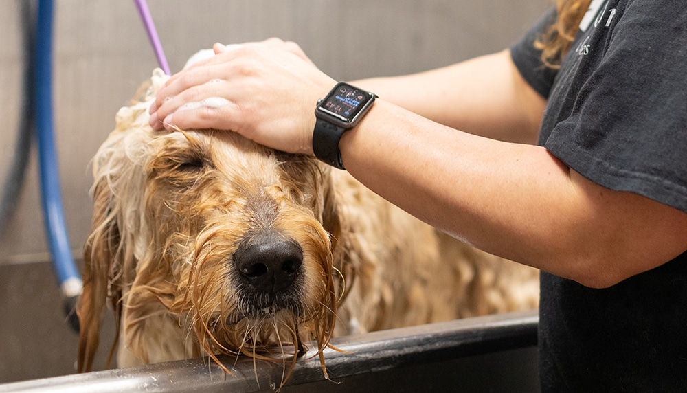 dog bathing tips, bathing your dog at home, dog groomer near me, dog washing tips