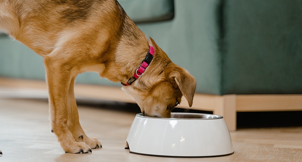 puppy bowl, dog bowl, stainless steel dog bowl