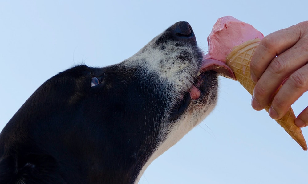 frozen treats for dogs, frozen dog treats, dog frozen treats, dog ice cream, ice cream for dogs, ice cream dog