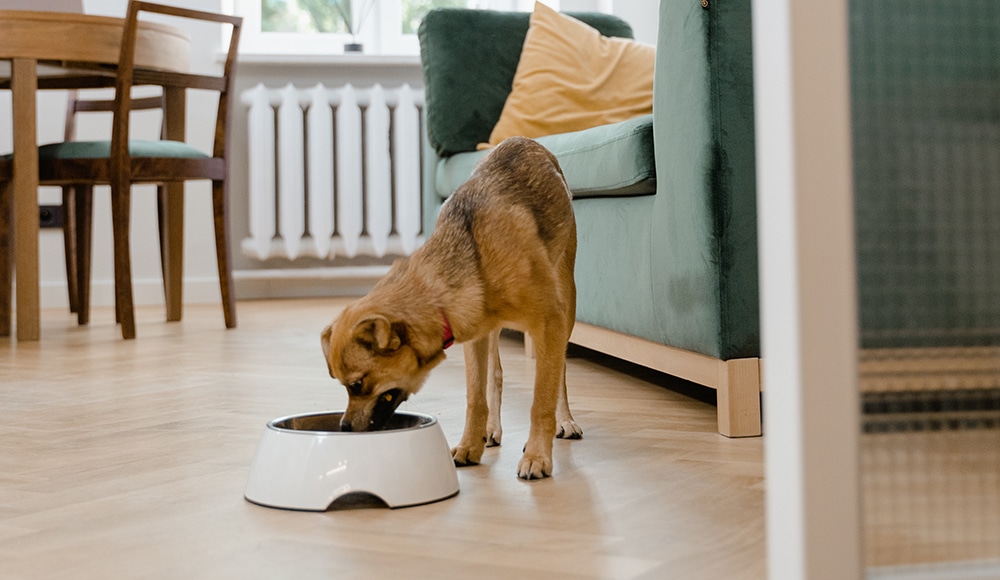 reasons for changing your pet's food, why to change your dog food, changing your dog's food every three months