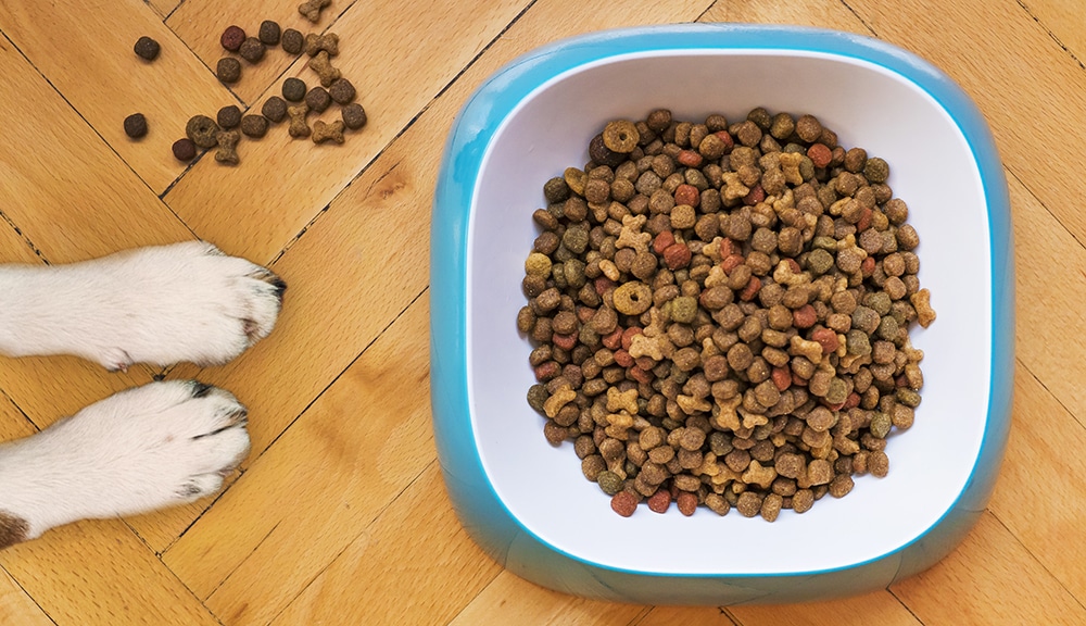 dog food, puppy good, changing dog food, how long for dog to adjust to new food,