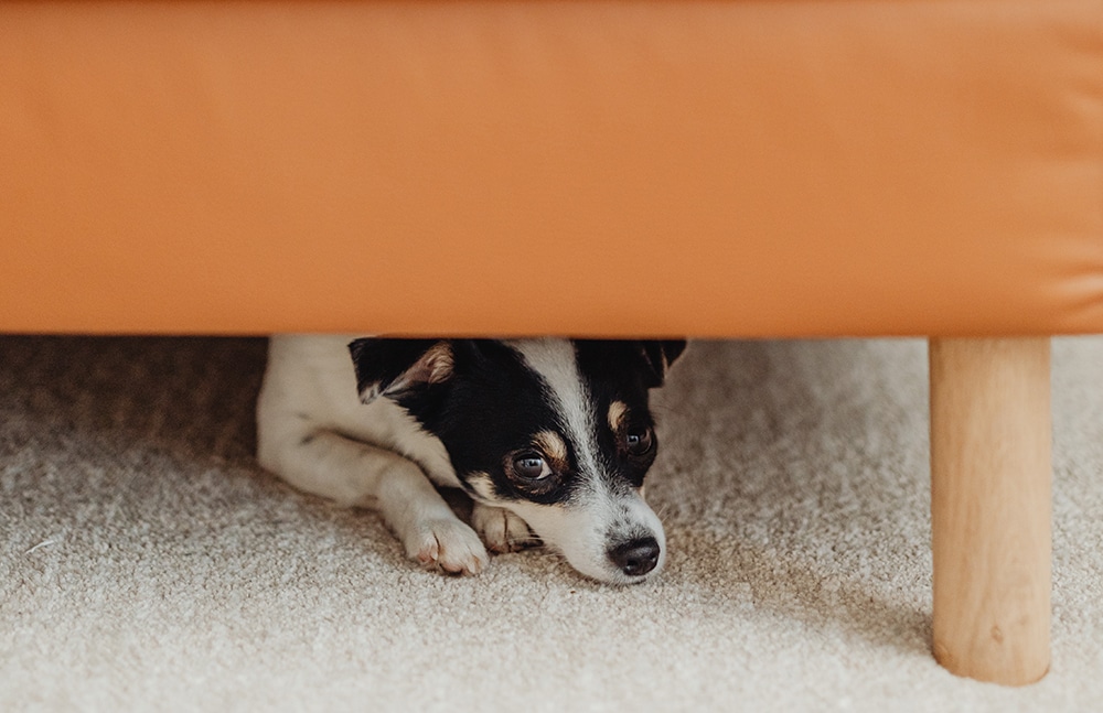 dog hiding under bed, dog hiding under couch, why does my dog hide, dog hides stress