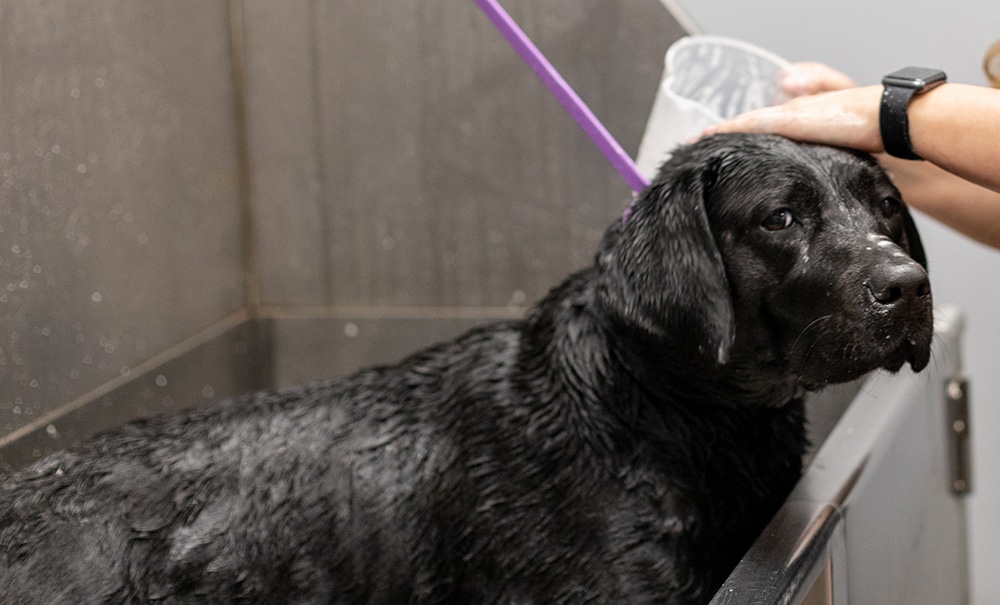 specialty flea and tick shampoo, flea shampoo for dogs, dog flea shampoo