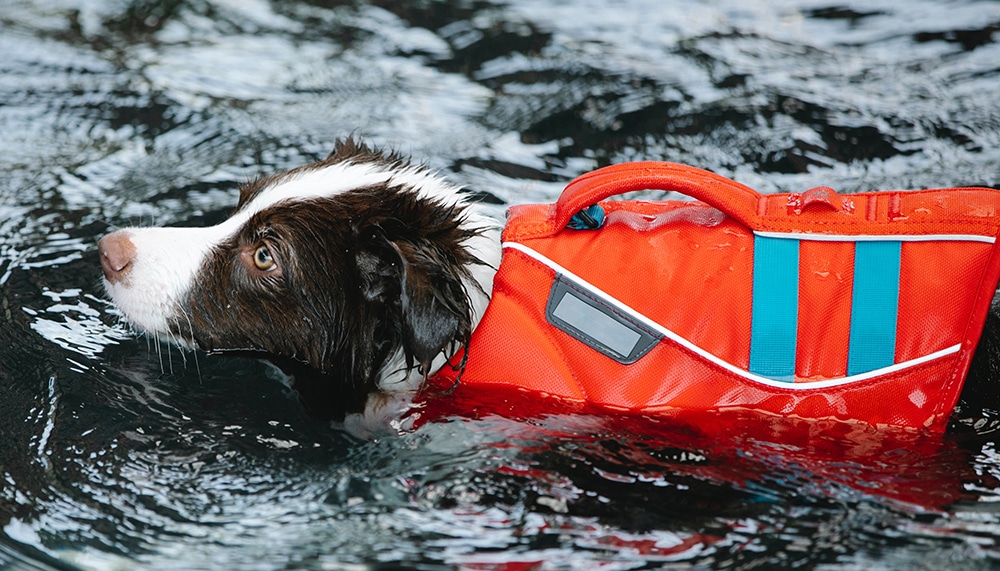 dog life jackets, life jacket for dog, dog sprinkler, can all dogs swim, dog swim vest, dog play in water, dogs playing in water