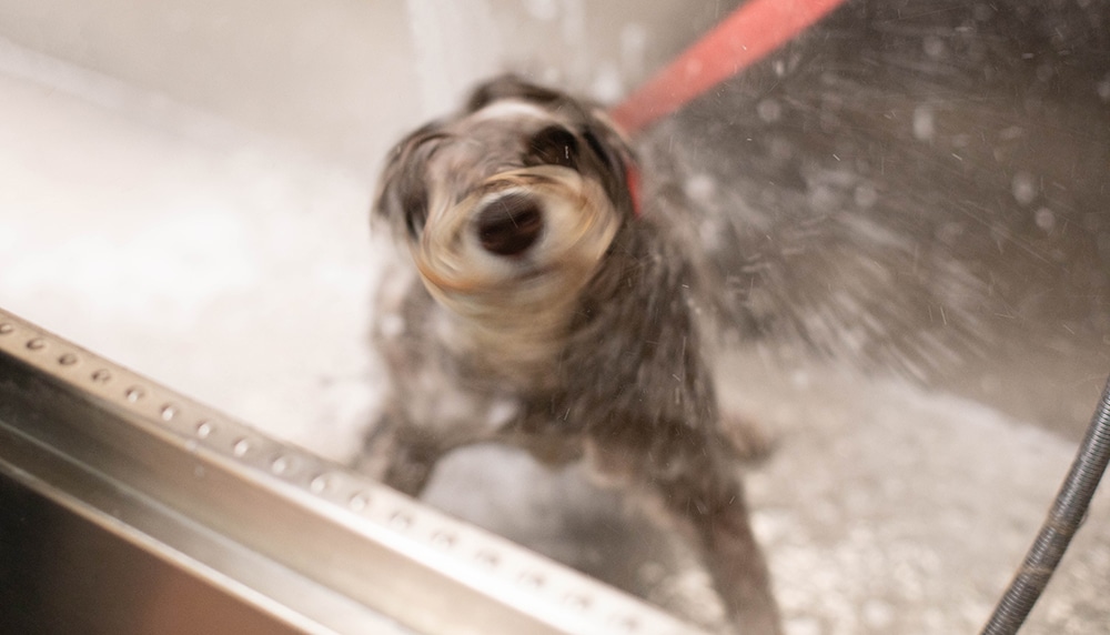 dog shaking off water, dog shake after bath, pet groomer near me