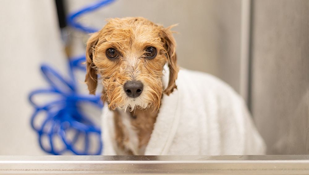 drying your dog after a bath, how to dry a dog, drying a dog with a towel, letting your dog air dry