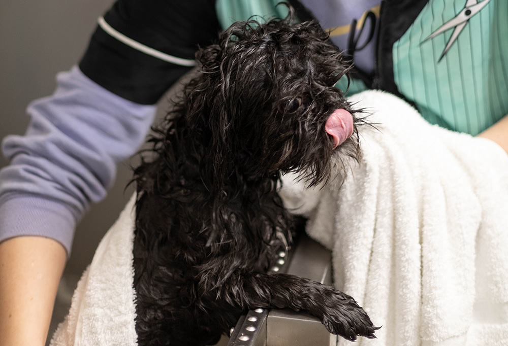 dog drying off after bath, using a towel to dry a dog, dog bath at home