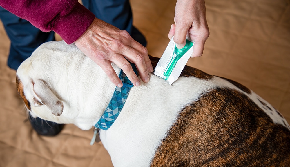 topical dog flea medication, topical dog tick prevention, dog flea prevention, topical medication for dogs