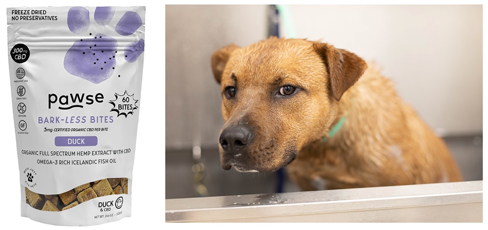 dog cbd treats, dog bath anxiety, giving dogs cbd for anxiety before a bath, cbd pawse bark-less bites