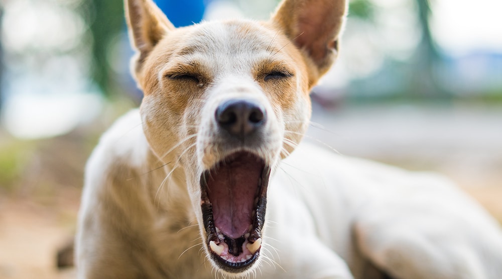 dog yawning, why does my dog yawn, do dogs yawn when they are stressed, pet grooming near me