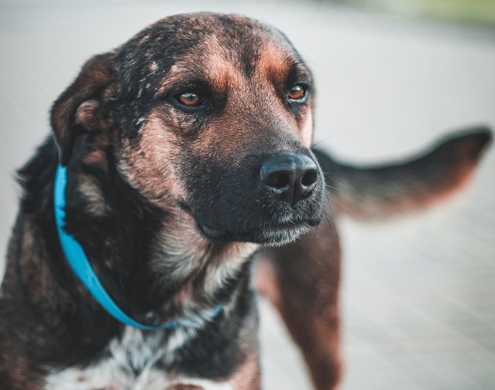 dog ears pinned back, dog ears flat against head, stress body language dogs, dog grooming near me