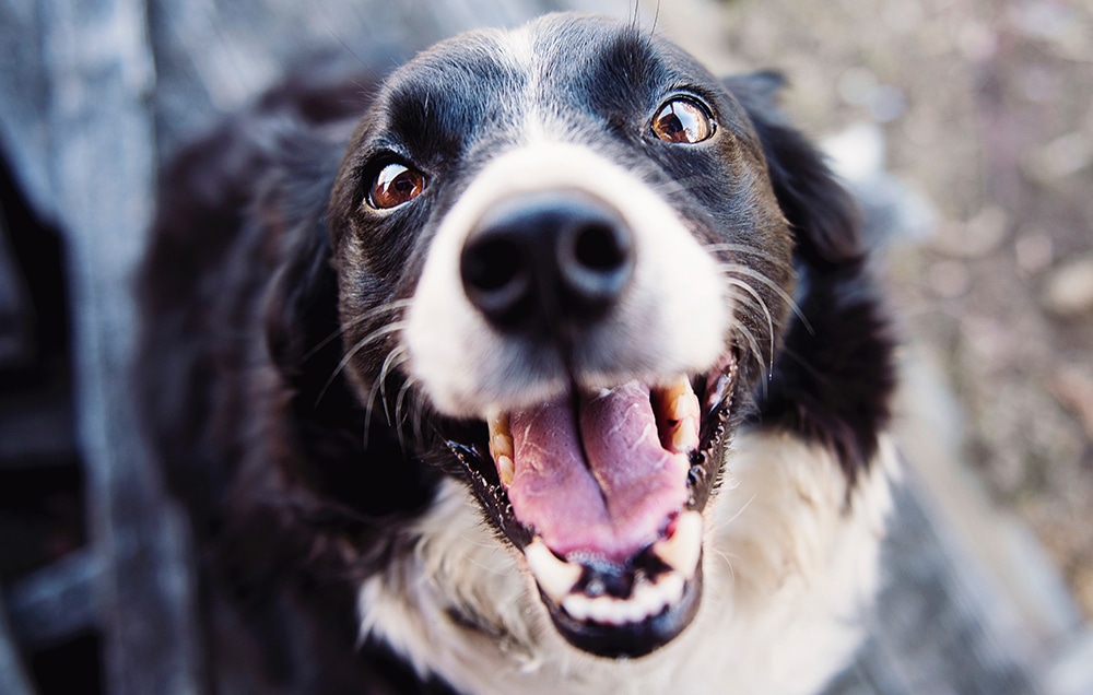 eyes important in pet photos, focus on your pet's eyes in photos