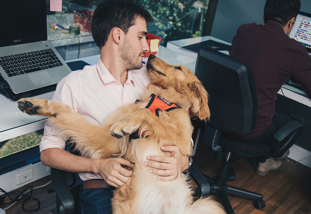 pets in the office, dogs in the office, cats in the office, take your pet to work week