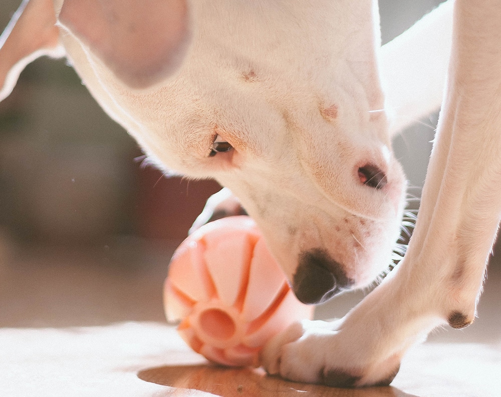 interactive toy, distraction for dogs, self-soothing actions for dogs, help dog focus on something else