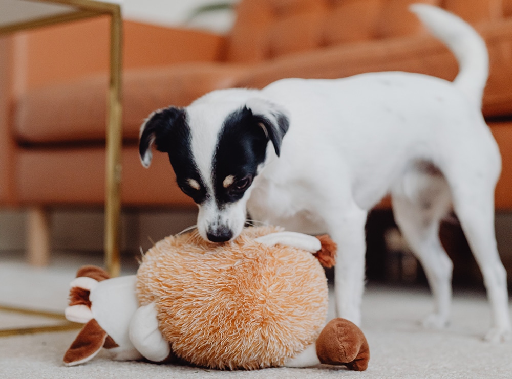 mental stimulation for dogs, interactive toys puzzles chews games, distraction for dogs