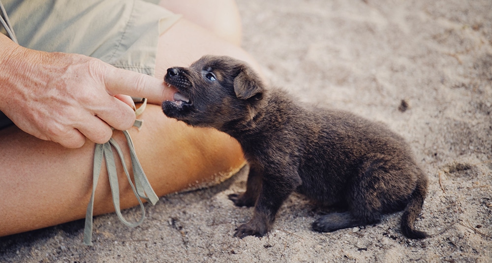 puppy teething tips, puppy biting, how to stop a puppy biting, how to stop a puppy nipping, puppy nipping