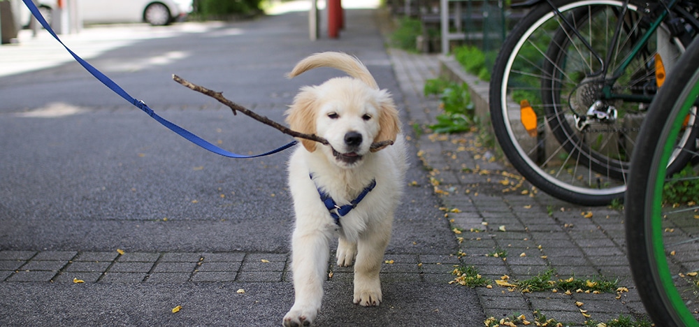 puppy leash training, puppy harness, leash, collar, harness, puppy collar, puppy leash, how to train a puppy to walk on a leash, dog groomer near me