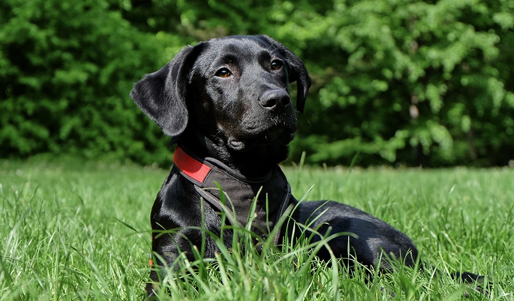 how to photograph a black dog, how to photograph a black cat, photography tips