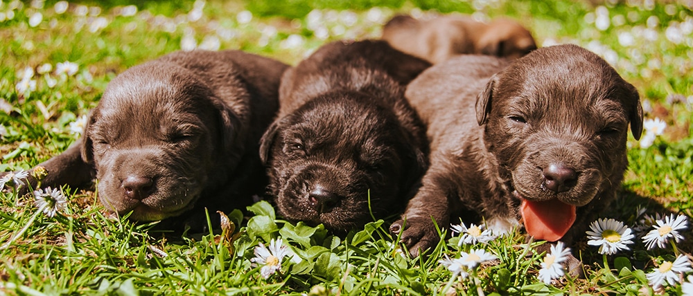 puppies, Labrador Retriever puppies, basic puppy training