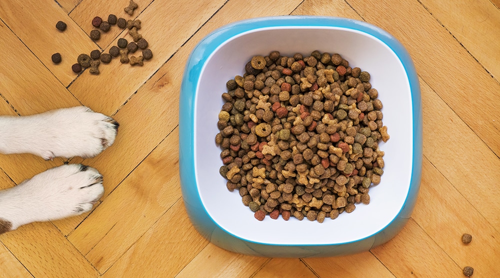 Transitioning pet food slowly, properly transition dog food, gradually introduce new dog food, transition pet food slowly, avoid upset tummies when switching dog foods