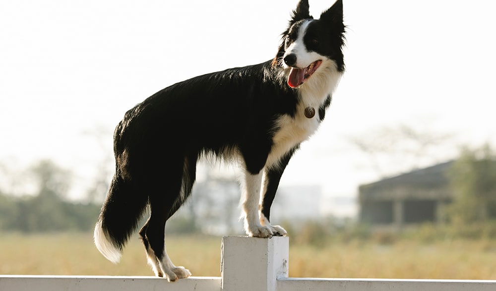 border collie personality, dog breed behaviors, pet grooming near me