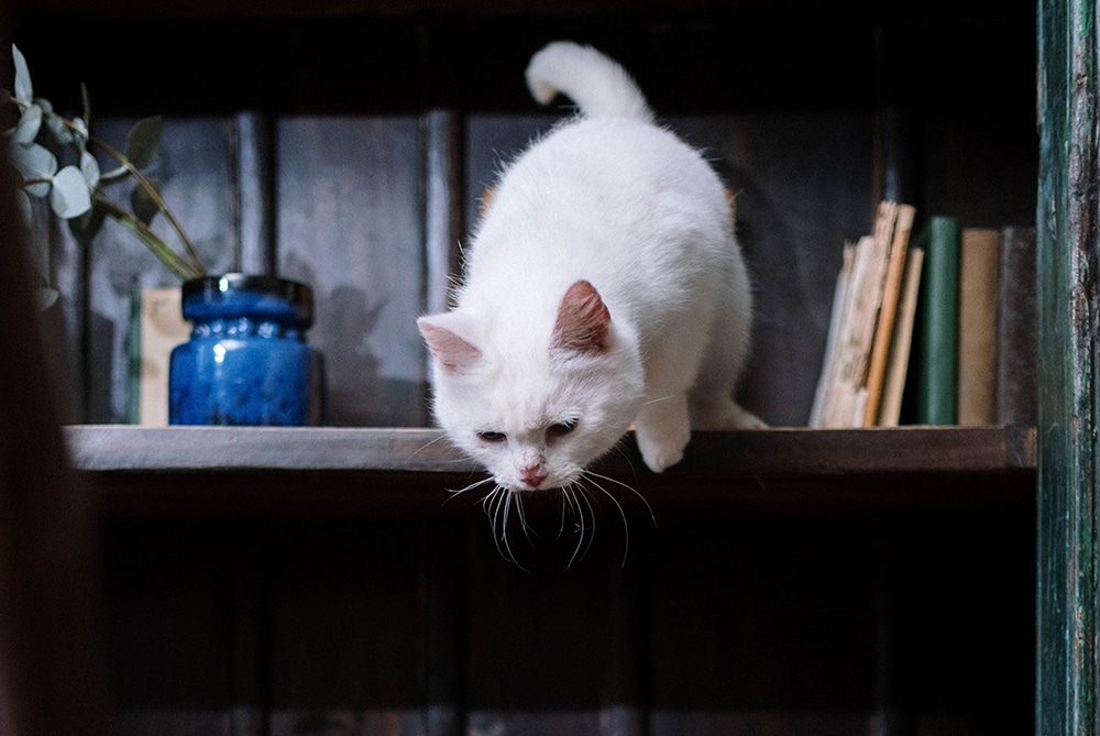 cat knocking over items, cat fire safety, pet grooming near me