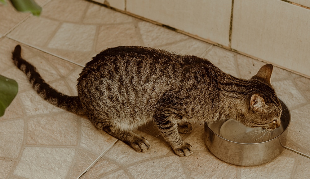 cat drinking water, cat dehydration, cat hydration, dog grooming near me