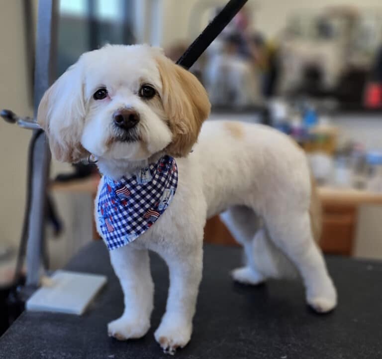 Dog Groomer in Hobart, IN Hobart Dog Grooming Services