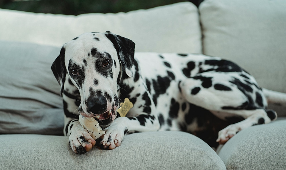 pet chewing electrical wiring or cords, dog chewing bone, dog grooming near me