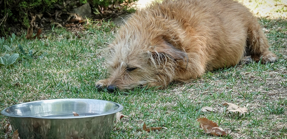 outside dog water bowls, signs of dog dehydration, signs of cat dehydration