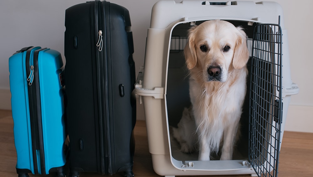 big dogs on planes, small dogs on planes, dog in planes cargo area