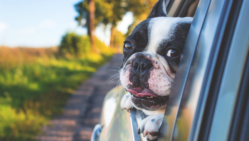 car ride with dog, what to bring on a car ride with dog, pet grooming near me