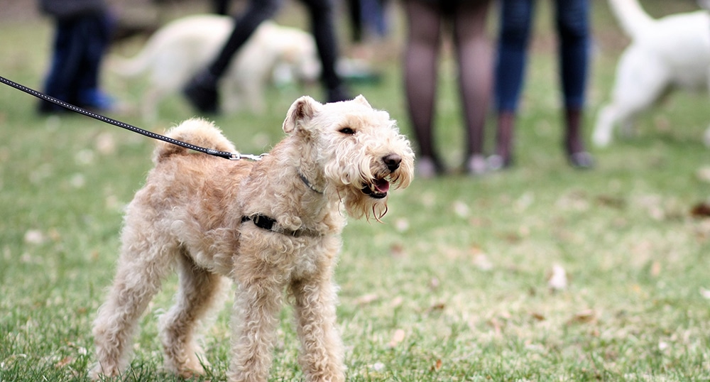 dog park at rest stop, best places to take a break from a road trip with pet