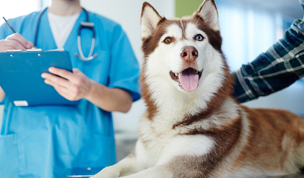 vet visit before pet travel, health certification of dog's health from vet in order to fly on an airplane, dog grooming near me