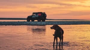 traveling with your dog, how to travel with your dog, safe travel with dog