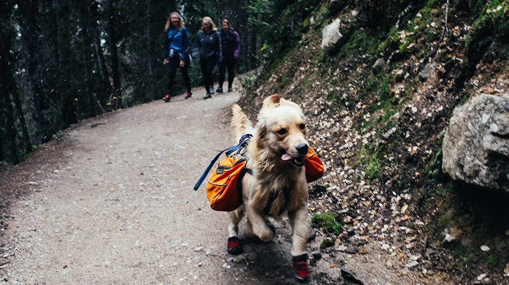 hiking with dogs, water for dogs on hikes, the importance of water on a road trip