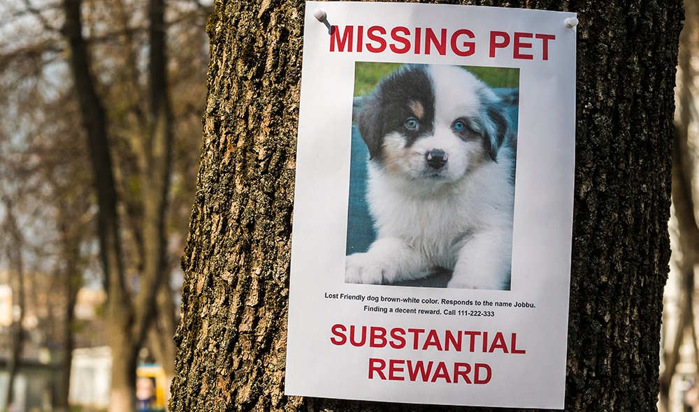 finding lost pet, preventing your pet from running away, pet lost prevention