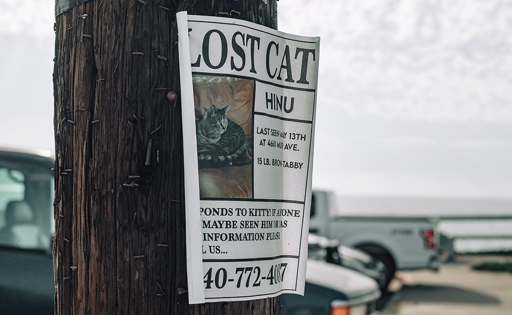 missing cat, missing dog, missing pet poster, missing pet flyer