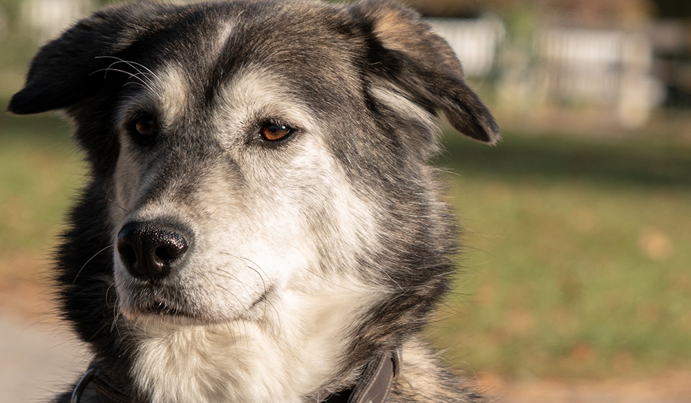 If a purebred dog best sale has puppies with a mutt