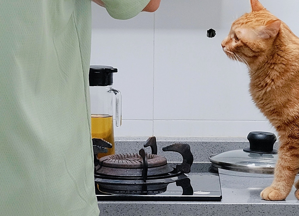 stove top dangers to pets, stove top pet safety, kitchen pet safety