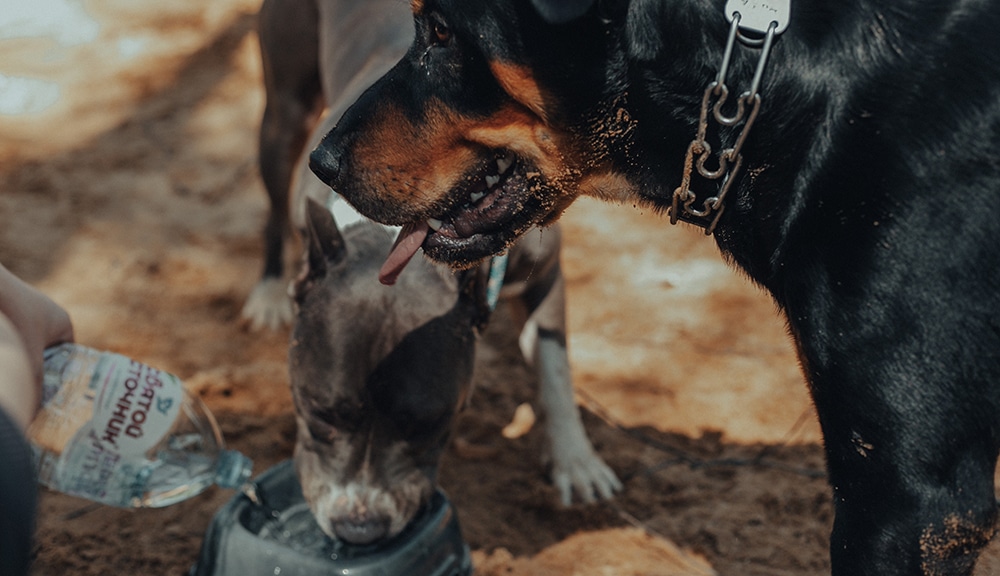 Home remedy hotsell for dehydrated dog