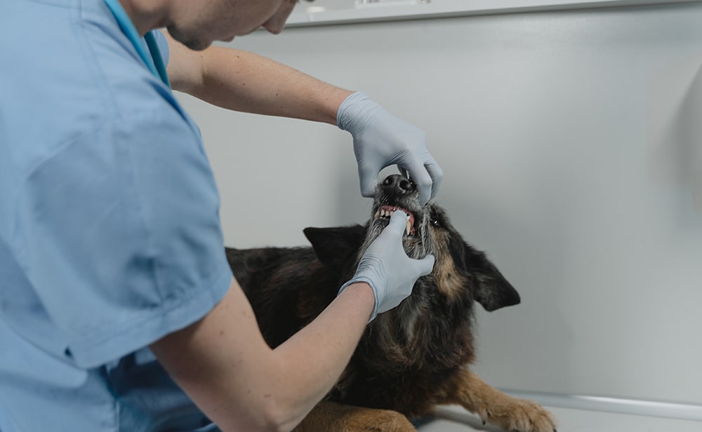 dental check ups for senior dogs, senior dog teeth, toys and chews for old dogs