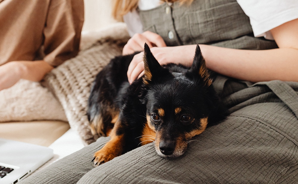 service dog depression anxiety PTSD, service dog calming person