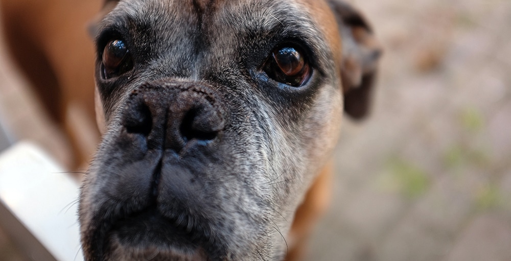 grayed hair dog, aging dog, old dog, dog grooming near me