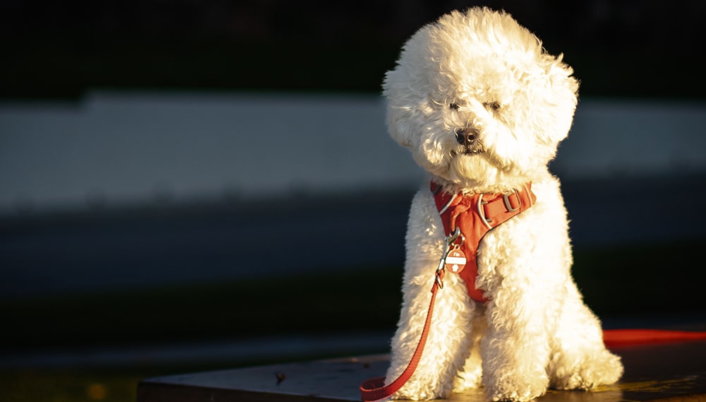 where does matted fur form, where is the most common areas for matting on a dog, pet grooming near me