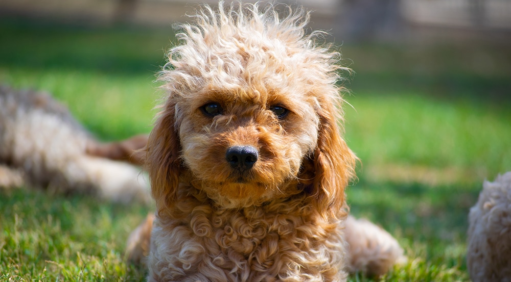 why are mats painful to dogs, what to do about matted dog fur